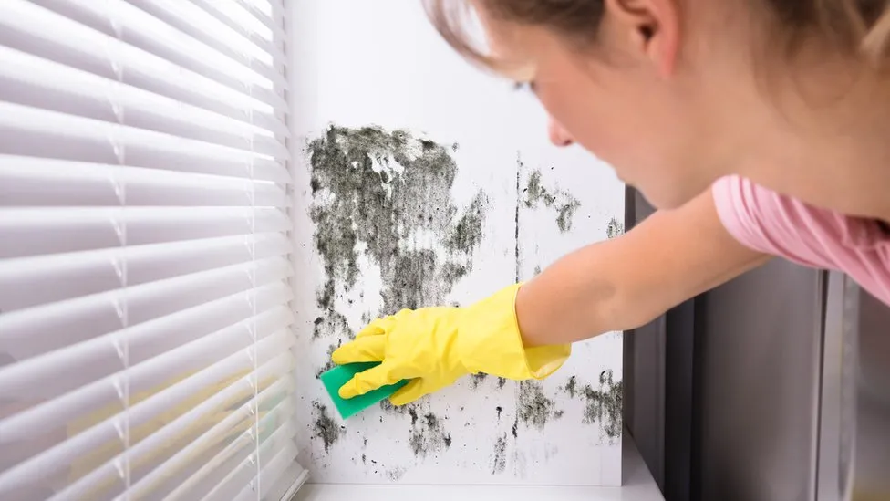 Black mould: How dangerous is it in the home and how can it be treated?