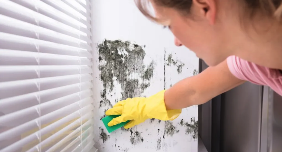 Black mould: How dangerous is it in the home and how can it be treated?